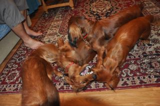 NADIM jamniki Kollapsar